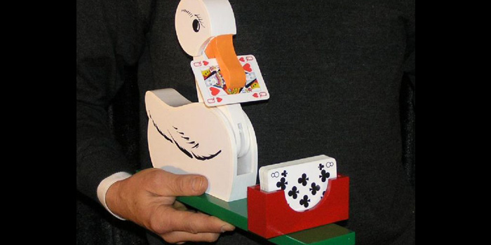Kaczka dziwaczka (Card duck)